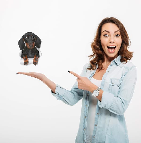 Söpöt mäyräkoiran seinätarrat - 2 kpl - Wienerhund Toil