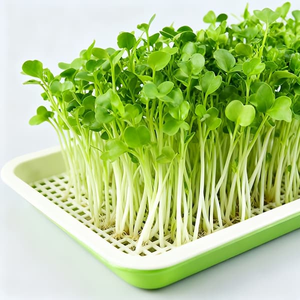 Hydroponic Seed Starter Kit with Drainage Holes - for Peas, Beans, Herbs, Vegetables 1st