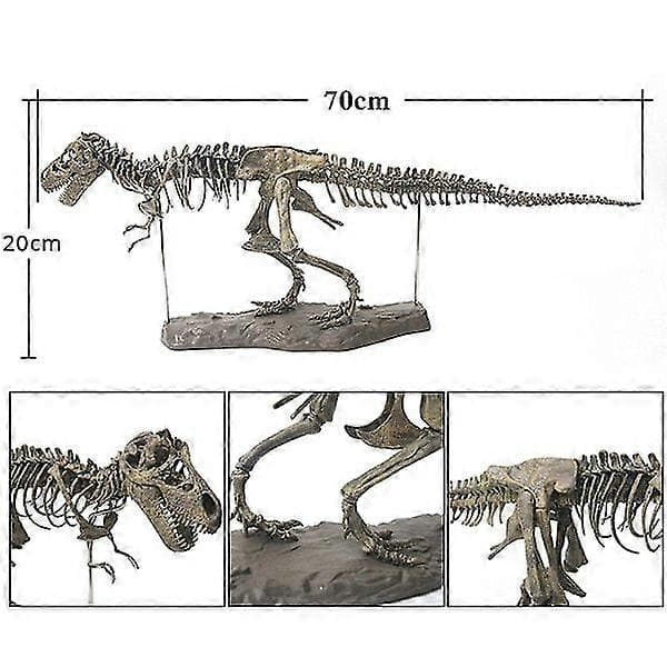 Tyrannosaurus Rex Skelet Dinosaurie Dyr Samlerobjekt Dekor Model Legetøj