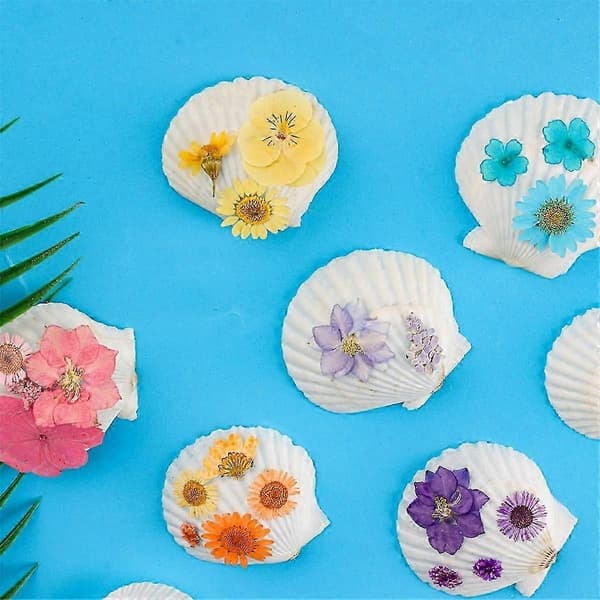 Natural Scallop Shells for Crafts, DIY, Beach Decor - 40 pcs 3-5 cm White Small Seashells in Bulk White White