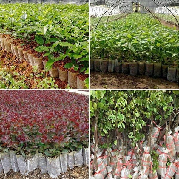 400 Pieces Biodegradable Seed Bags, Woven Planters