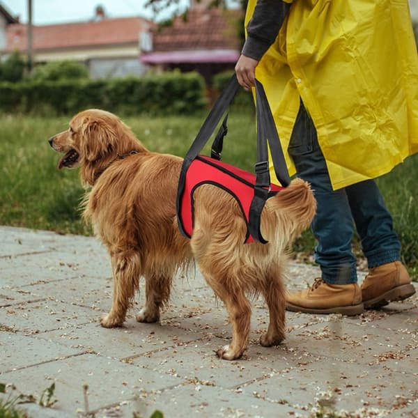 Dog Rear Leg Support Aid, Harness for Dogs with Walking Difficulties