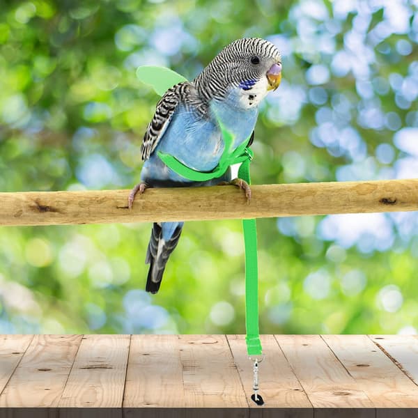 Harness and Leash for Pet Parrots, Adjustable Anti-Bite Training Design