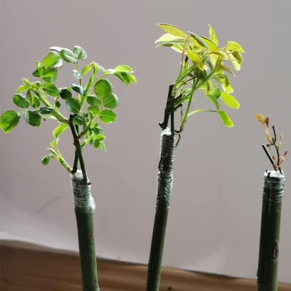4 rullaa varttamiskalvoa - 3 cm x 200 m hedelmäpuuteippi - kasviteippi