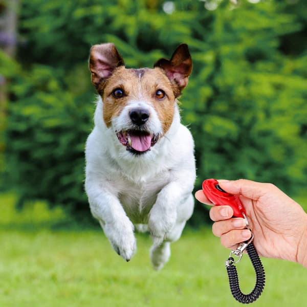 Clicker til hunde [4-pak], clicker med elastisk rem og stor knap
