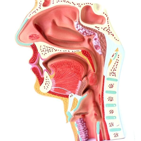 Menneskelig anatomisk næsehule hals anatomi model til videnskab klasseværelse studie display undervisning mod