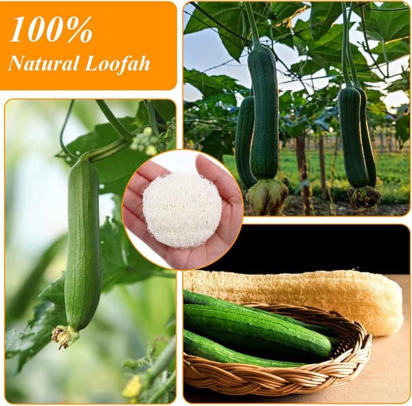 40 stk. naturlig loofah-svamp til kvinder og mænd