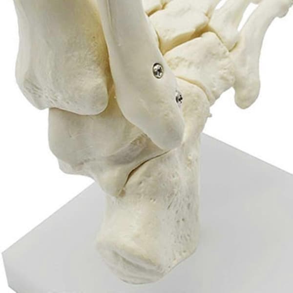 1:1 Fod Anatomi Fod og Ankel Med Anatomisk Undervisningsressource