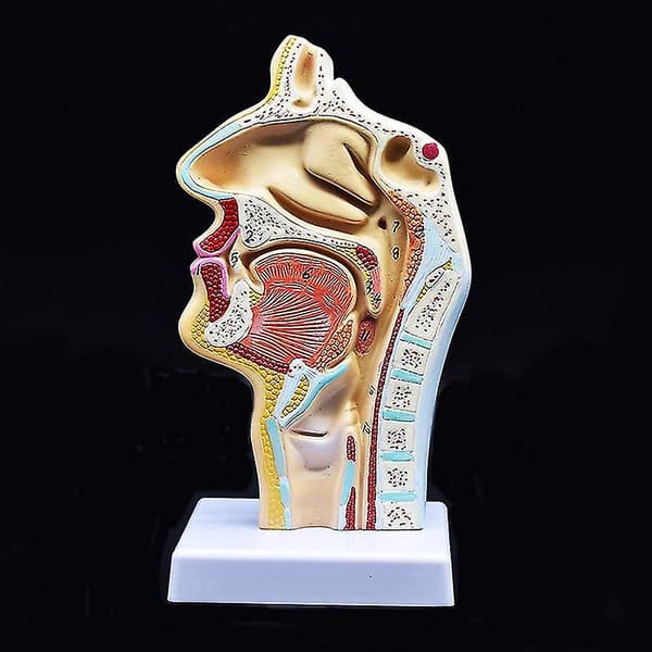 Menneskelig anatomisk nesehule hals anatomi modell for vitenskap klasserom studie display undervisningsmod