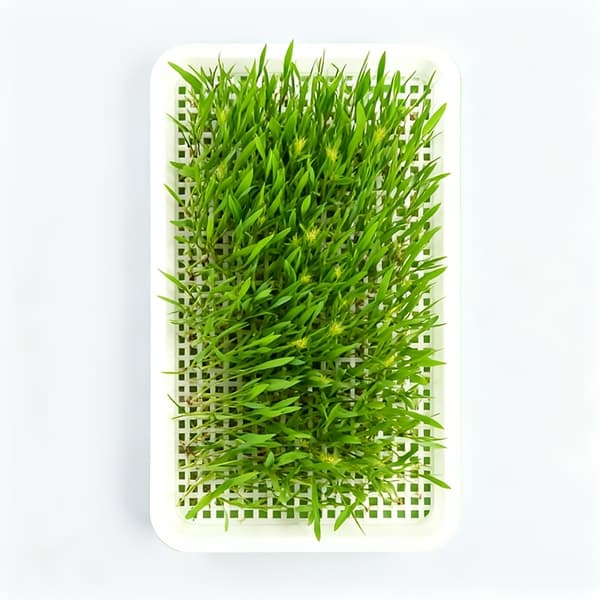 Hydroponic Seed Starter Kit with Drainage Holes - for Peas, Beans, Herbs, Vegetables 1st