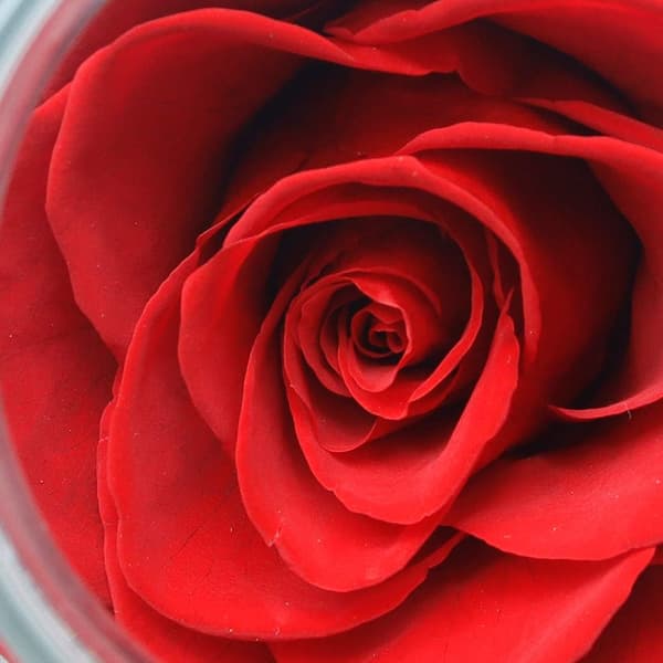 Konserverede ægte roser med farverigt stemningslys ønskeflaske, evig rose, aldrig visnede blomster Rød Rød Red