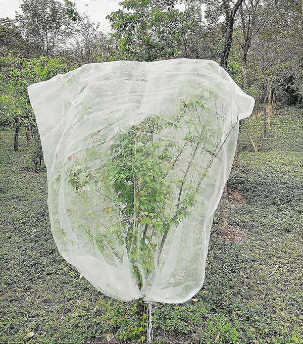 Fruit Tree Net 1.8m X 1.8m, Plant Insect Net, Fine Mesh Insect Net With Drawstring