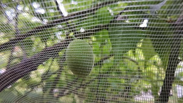 Fruit Tree Net 1.8m X 1.8m, Plant Insect Net, Fine Mesh Insect Net With Drawstring