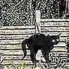 Haveskræmmer: 3 X Metalskræmmere Katte Stopper Skadedyrsbekæmpelse