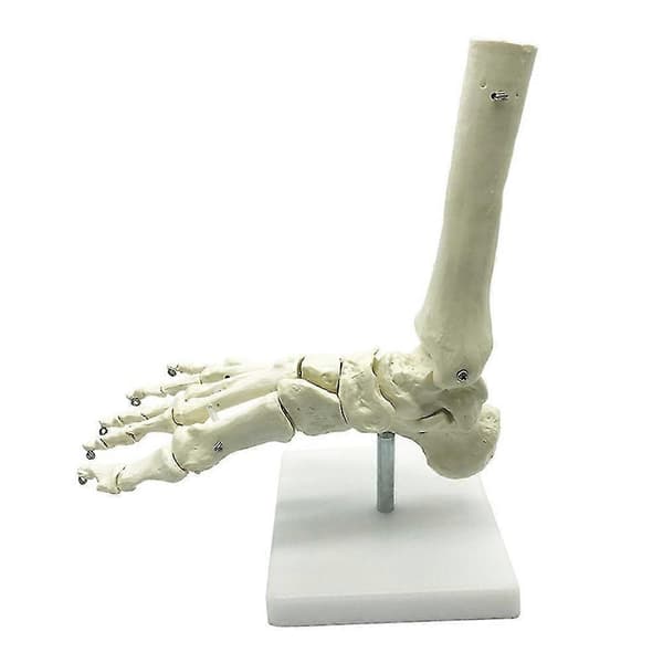 1:1 Fod Anatomi Fod og Ankel Med Anatomisk Undervisningsressource