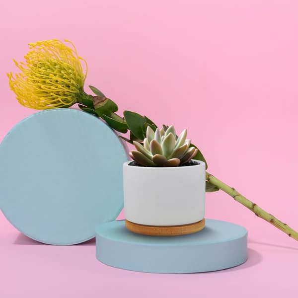 Blomsterpotte stilfuld Enkelt design keramik med bambusunderlag lille rund til sukkulenter og stueplanter haveinteriør -