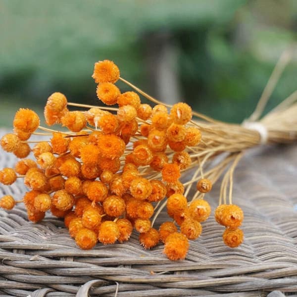Orange - Kunstige blomster, tørret buket naturlig buket tørrede