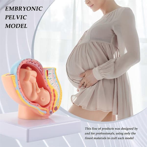 Human Pregnancy Fetal Development 9th Month Embryonic Pelvis Model Fetal Pregnancy Anatomy