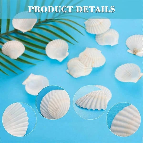 Natural Scallop Shells for Crafts, DIY, Beach Decor - 40 pcs 3-5 cm White Small Seashells in Bulk White White