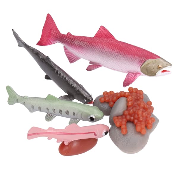 Growth Cycle Model Vinyl Material Safe Odorless Vivid Real Salmon Wildlife Cycle Model for Over 3 Years Old