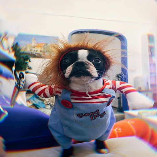 Halloween-kostume til hunde, Deadly Doll Cosplay, jule- og festtøj til kæledyr (M)