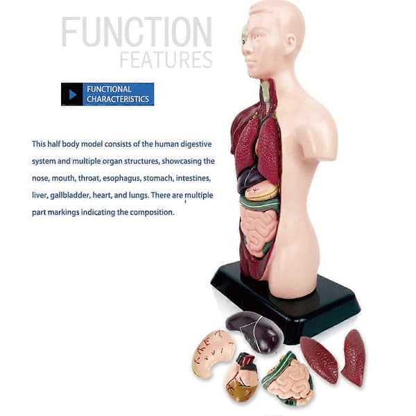 Human Body Model with Removable Organs Small Early Educational Toys for Students Kids Adults 1 pc 1 st