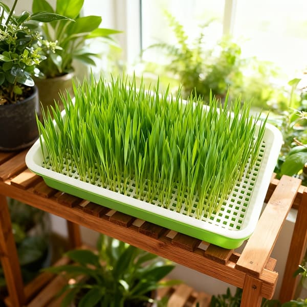 Hydroponic Seed Starter Kit with Drainage Holes - for Peas, Beans, Herbs, Vegetables 1st