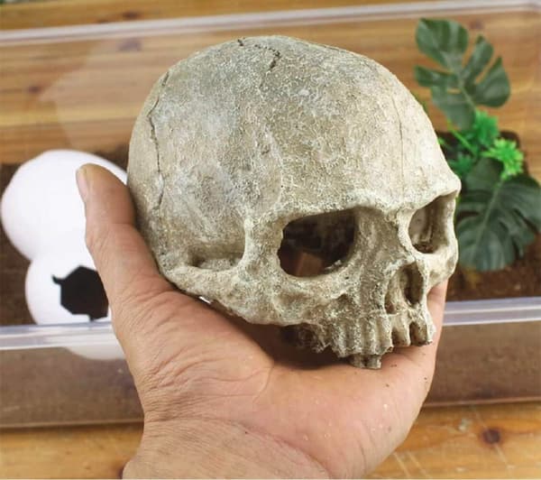 Primate Skull Hideout, Terrarium Decoration, Simulated Skull, Aquarium Decor, 10.5x12.5x9.5cm