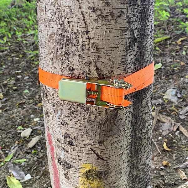 2 Tie-Down Straps - 2.5 cm x 5 m, Ratchet Straps, 800 kg Breaking Strength - for Motorcycles, Trailers - Orange