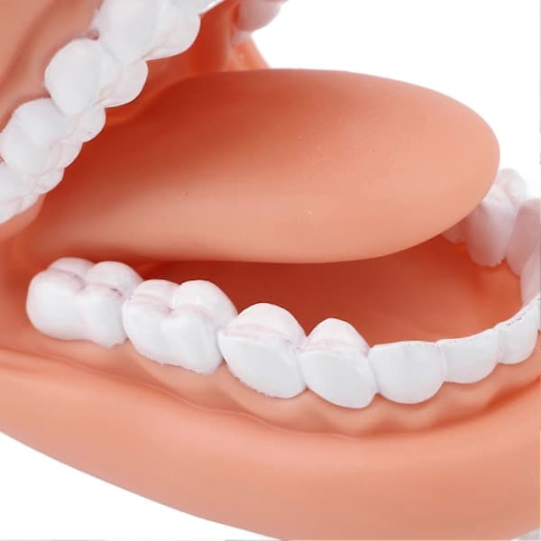 28 Teeth Mouth Hand Puppet with Tongue for Kids Language Training Movable Upper and Lower Jaw Tooth Mouth Puppet with Toothbrush
