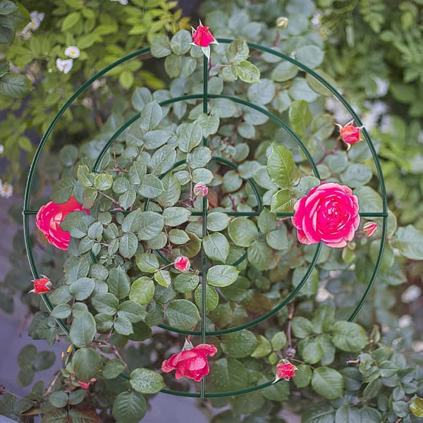 Pionstöd och växtstöd med ringbåge och 3 ben, 3-pack (45 cm)