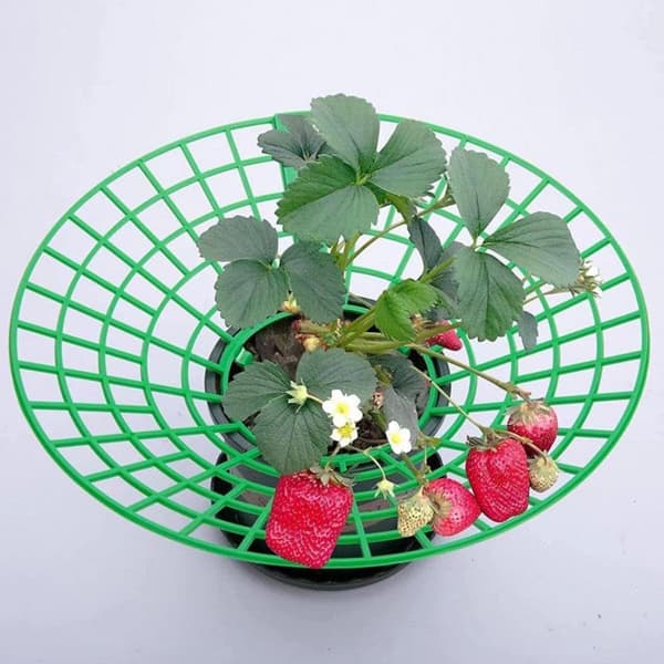 10-pack Strawberry Support, Plant Support with 3 Legs, Strawberry Growing Stand 10 pcs. 10 pcs.