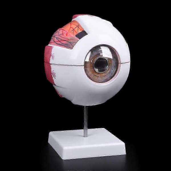 Anatomisk model af menneskeøje, medicinsk undervisningsmateriale, undervisningsinstrument