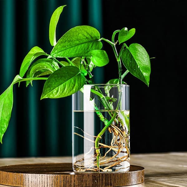 Glascylindervaser Glas Hydroponisk Vas Klar Ljushållare Blomvas för Bordsdekorationer Bröllopsinredning