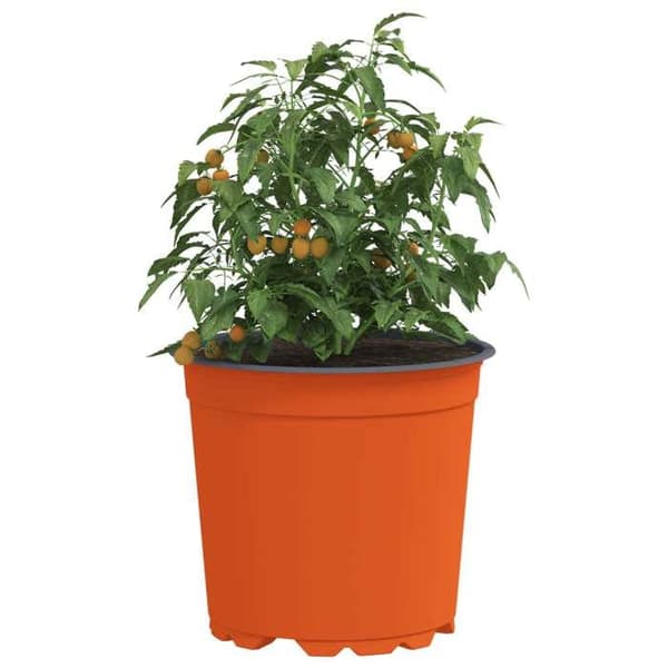 Maison Exclusive - Rund blomkruka 200 pc Terrakotta Ø 15 x 13 cm Plast
