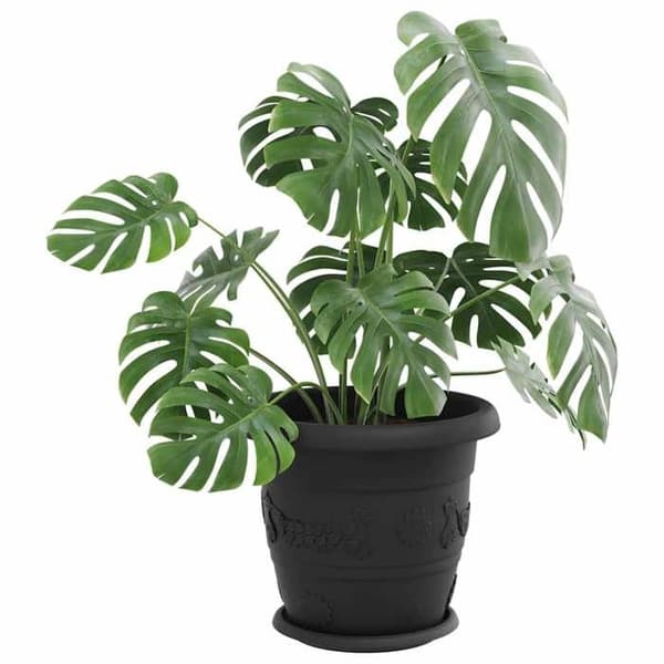 Blomsterbakke - EKSKLUSIV HUS - Ø 23,5 x 2,5 cm - Sæt af 6 - Holdbar plastik - Rullet kant Sort