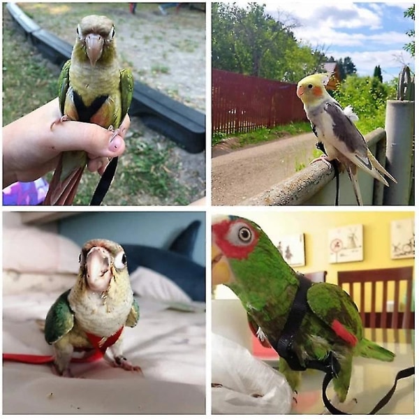 Parrot Bird Sele Leash Outdoor Flying Traction Straps Band Justerbar Anti-bite Training Tau