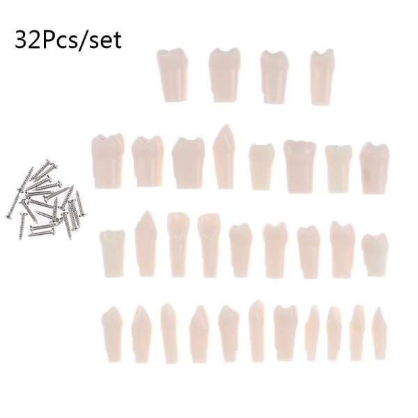 32 stk/sett Dental Typodont Resin Simulering Tannmodell Tannlegeundervisningsverktøy