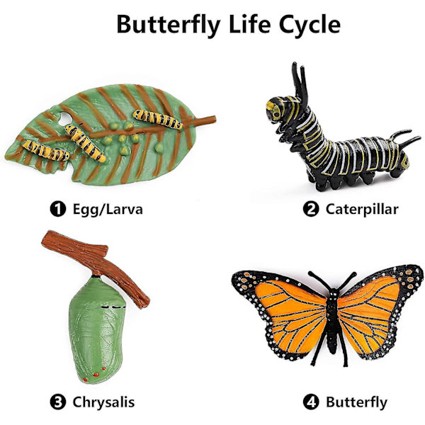 4delad Butterfly Life Cycle Kit Monarch Butterfly Livsstilsstadier