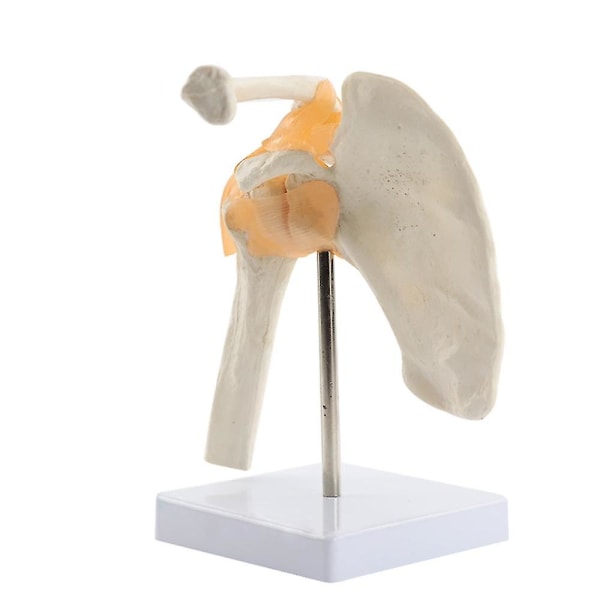 Mänsklig funktionell axelled Anatomi Kropp för skolutbildning Funktionell axelled