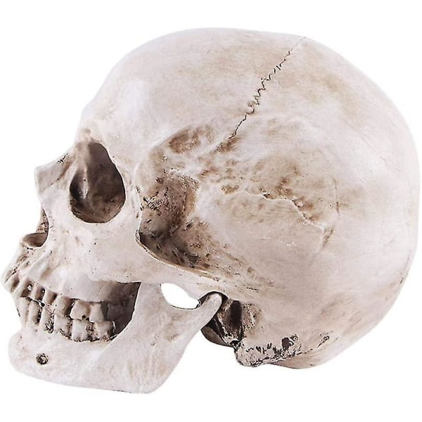 Human Skull Model 1:1 Naturlig størrelse Skull Anatomy Model Klassisk avtakbar anatomi