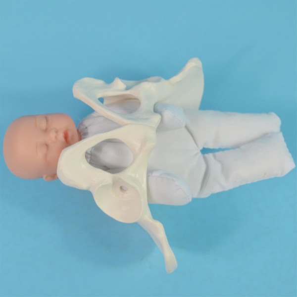 Menneskelig kvinnelig bekkenmodell fødselsmodell anatomisk modell, mini kvinnelig bekkenmodell
