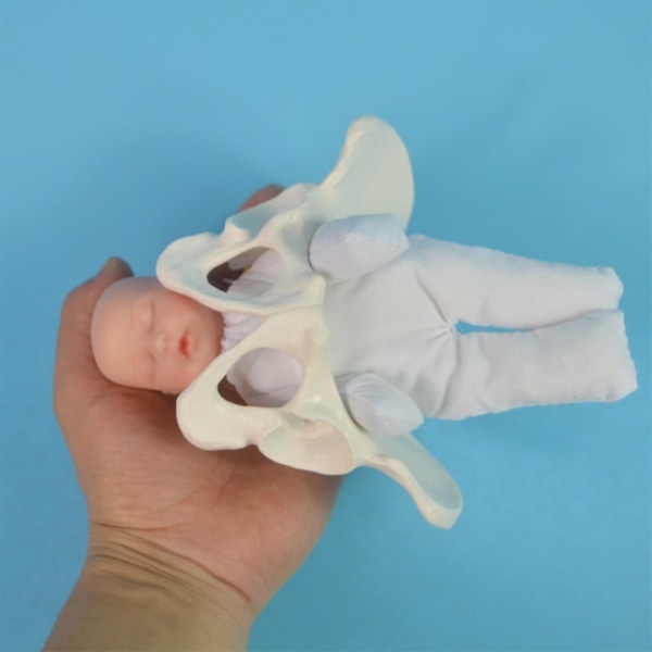 Menneskelig kvinnelig bekkenmodell Fødselsmodell Anatomisk modell, Mini kvinnelig bekkenmodell