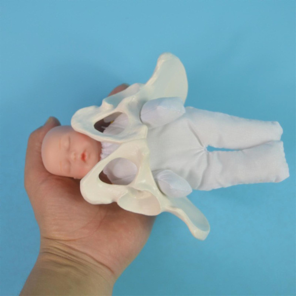 Menneskelig kvinnelig bekkenmodell fødselsmodell anatomisk modell, mini kvinnelig bekkenmodell