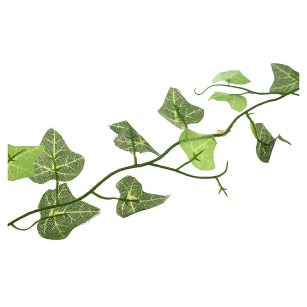falsk växt grön murgröna blad vinstockar lövverk blomma-sötpotatisblad