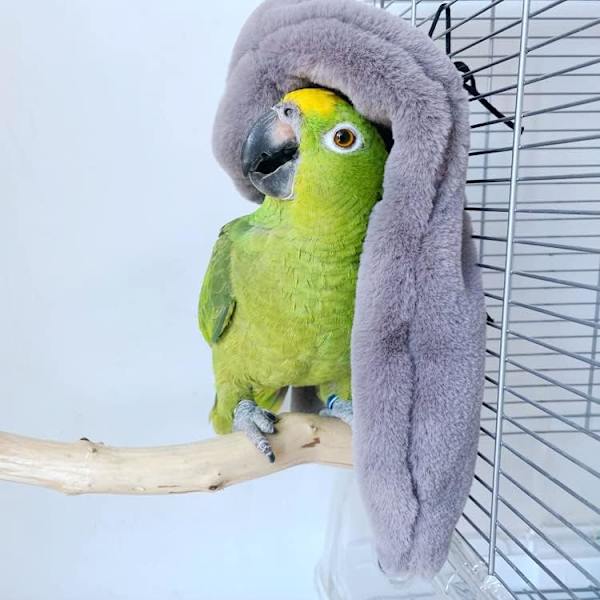 Papegøje tæppe fugl plys fluffy snuggle tæppe vinter varm små dyr skjule habitat for fugle papegøje lille kæledyr