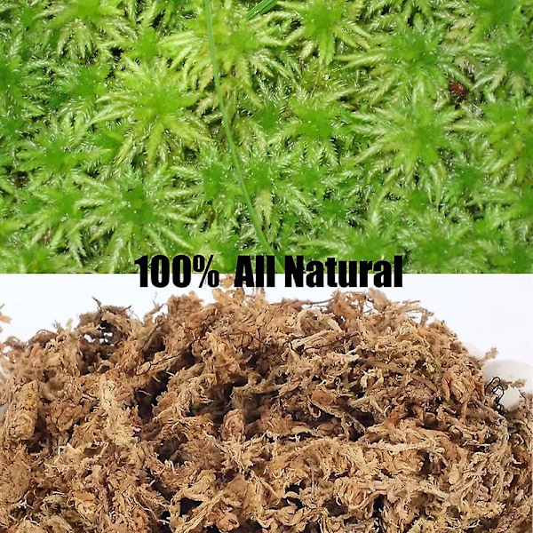 Sphagnum mossa krukväxtjord för köttätande växter, krukväxtorkidé, sarracenia, kannväxter och mer, helt naturlig (1qt)