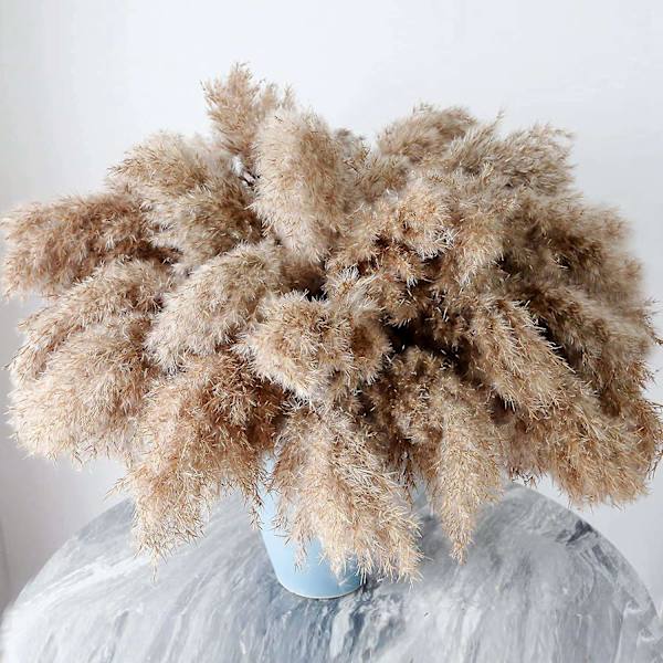 30 stjälkar torkat pampasgräs, vilt pampasgräs fluffigt pampas blommigt, 17 tum bulk pampasgräs dekor