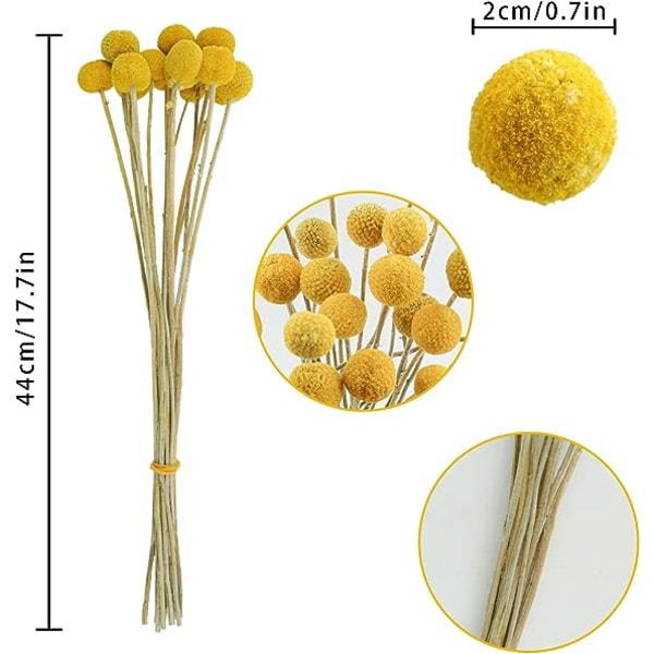 30 kpl Luonnollisia Kuivia Kukkia Kuivattuja Craspedia Billy Balls Kukkia Billy Buttons 16’’ Keltaisia Kukkia Järjestelyihin Kimppu Boho Maalaistalon Hääihin Kotiin