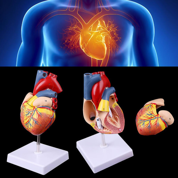 Demontert anatomisk menneskelig hjertemodell Anatomi medisinsk undervisningsverktøy